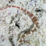 Banded_Pipefish