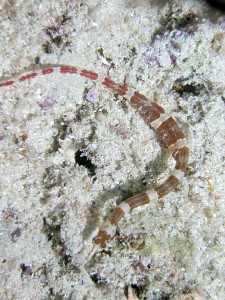 Banded_Pipefish