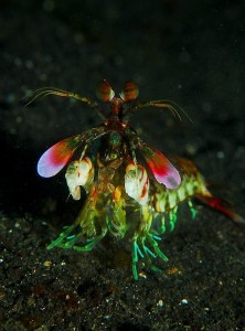 Mantis_shrimp_from_front