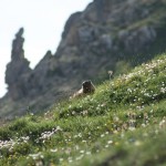 Marmot on the Albula