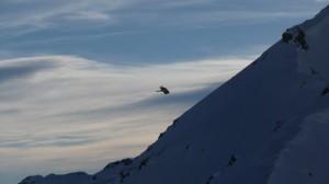 Gypaetus barbatus in Bormio